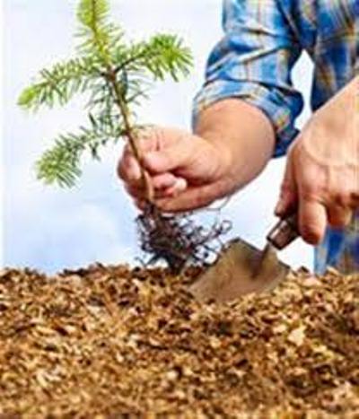 جشن درختکاری  5 شنبه در دانشکده پرستاری-مامایی برگزار می شود