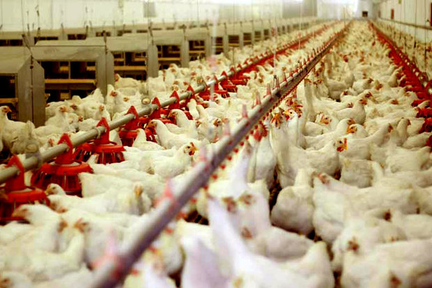 عدم استفاده از هورمون در پرورش مرغ