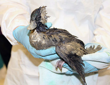 تماس مستقیم با پرندگان آلوده و شکار پرندگان دو راه انتقال آنفلوانزای پرندگان به انسان